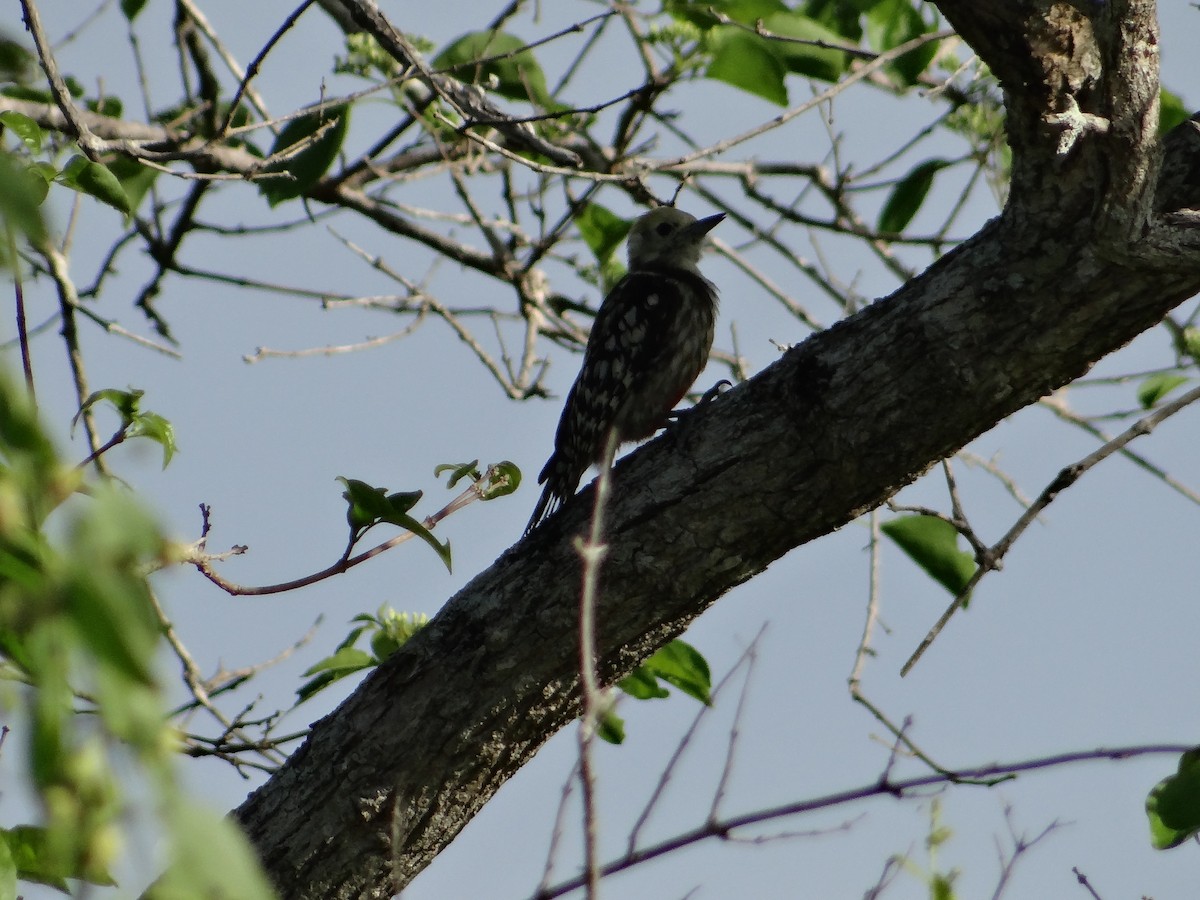 Yellow-crowned Woodpecker - ML616316631