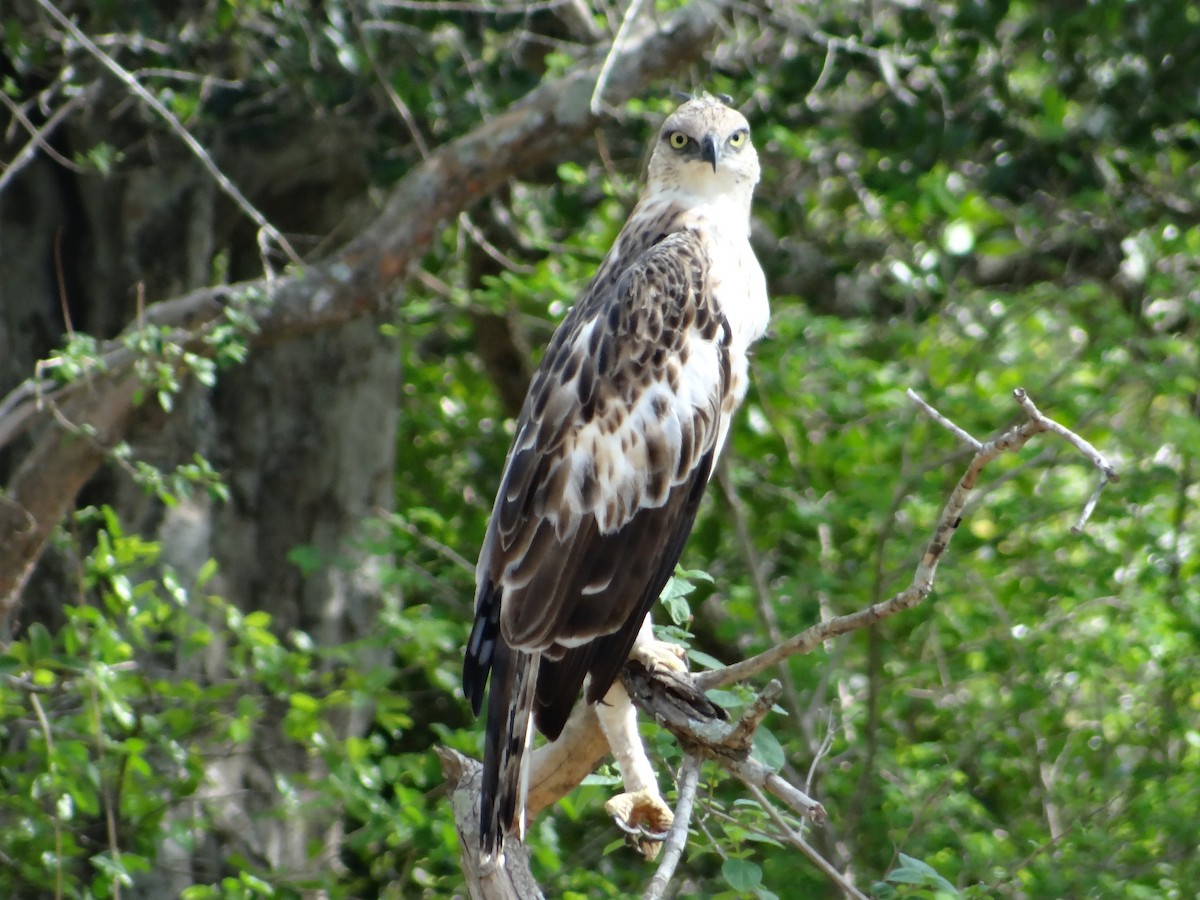 Changeable Hawk-Eagle (Crested) - ML616316665
