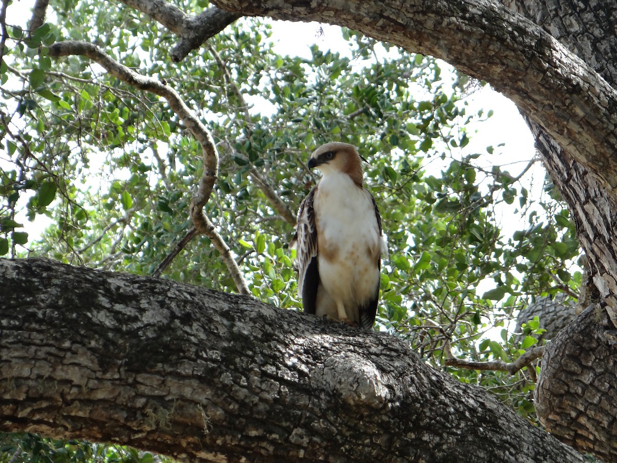 Changeable Hawk-Eagle (Crested) - ML616316683