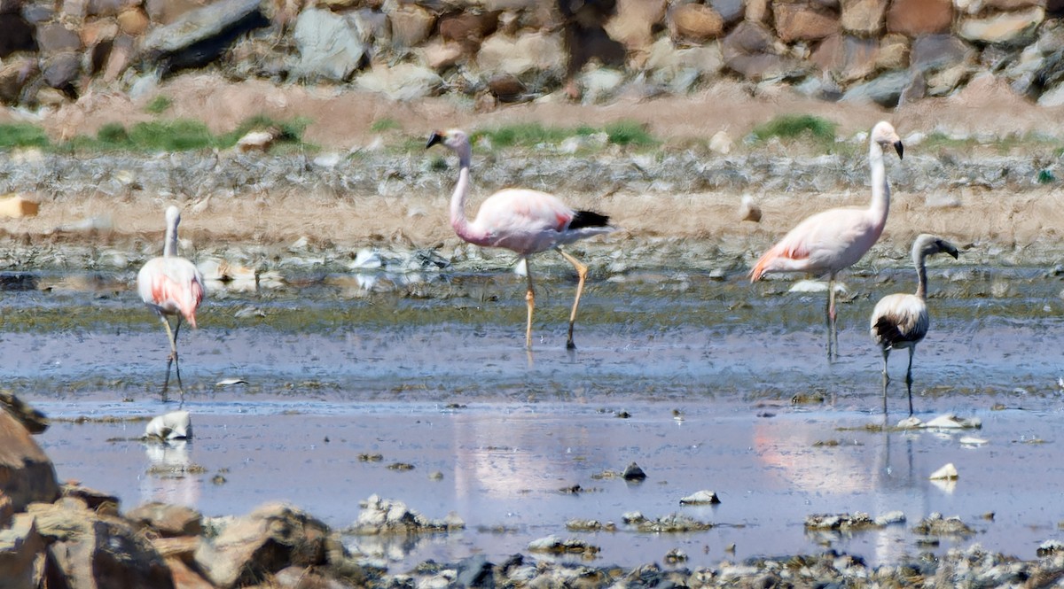 Andean Flamingo - ML616316727