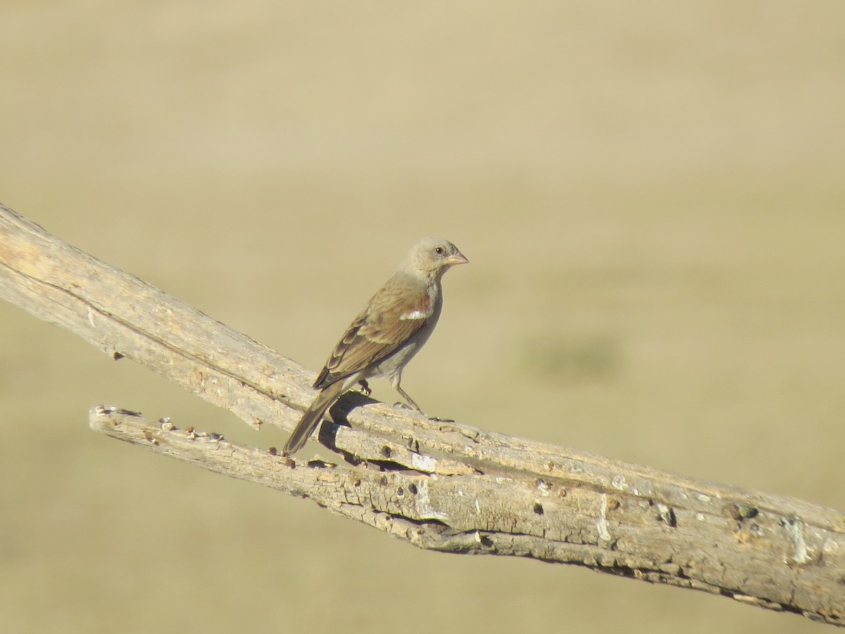 Southern Gray-headed Sparrow - ML616316729