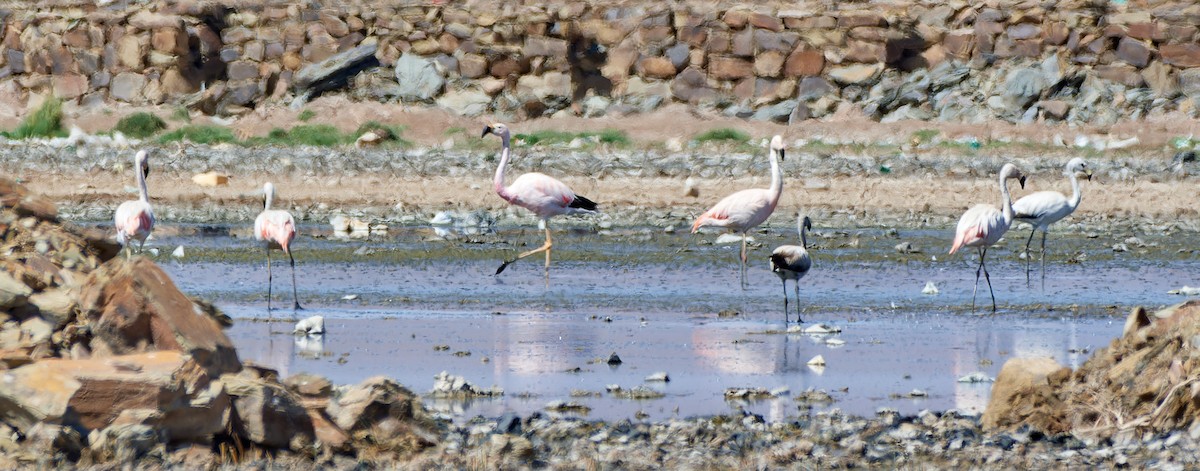 Andean Flamingo - ML616316740