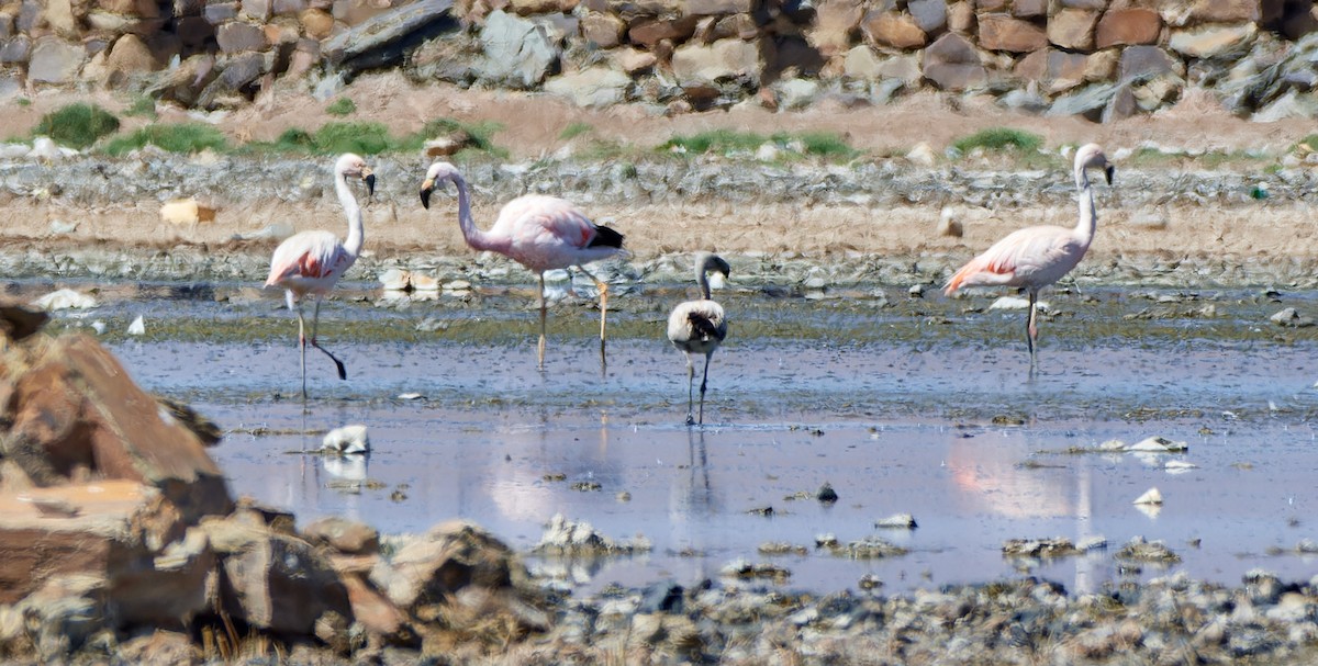 Andean Flamingo - ML616316744