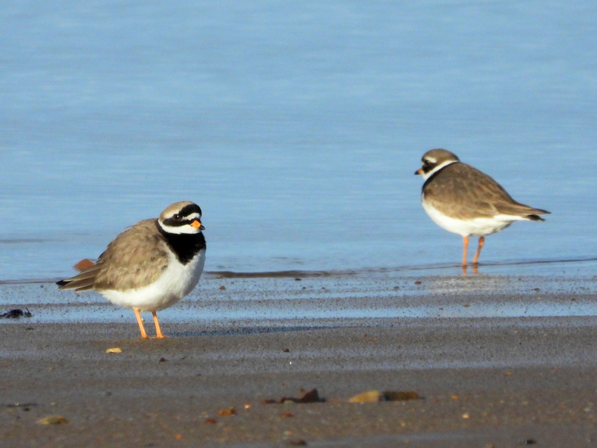 Common Ringed Plover - ML616317075