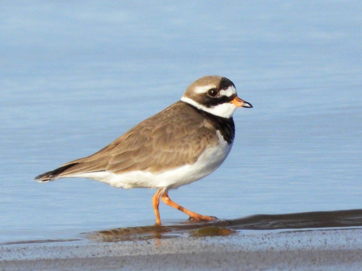 Common Ringed Plover - ML616317085