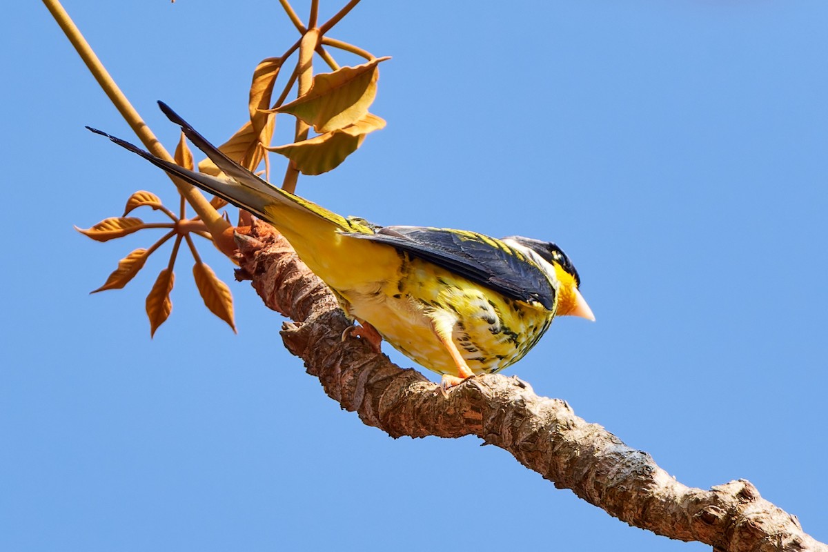 Swallow-tailed Cotinga (Palkachupa) - ML616317345