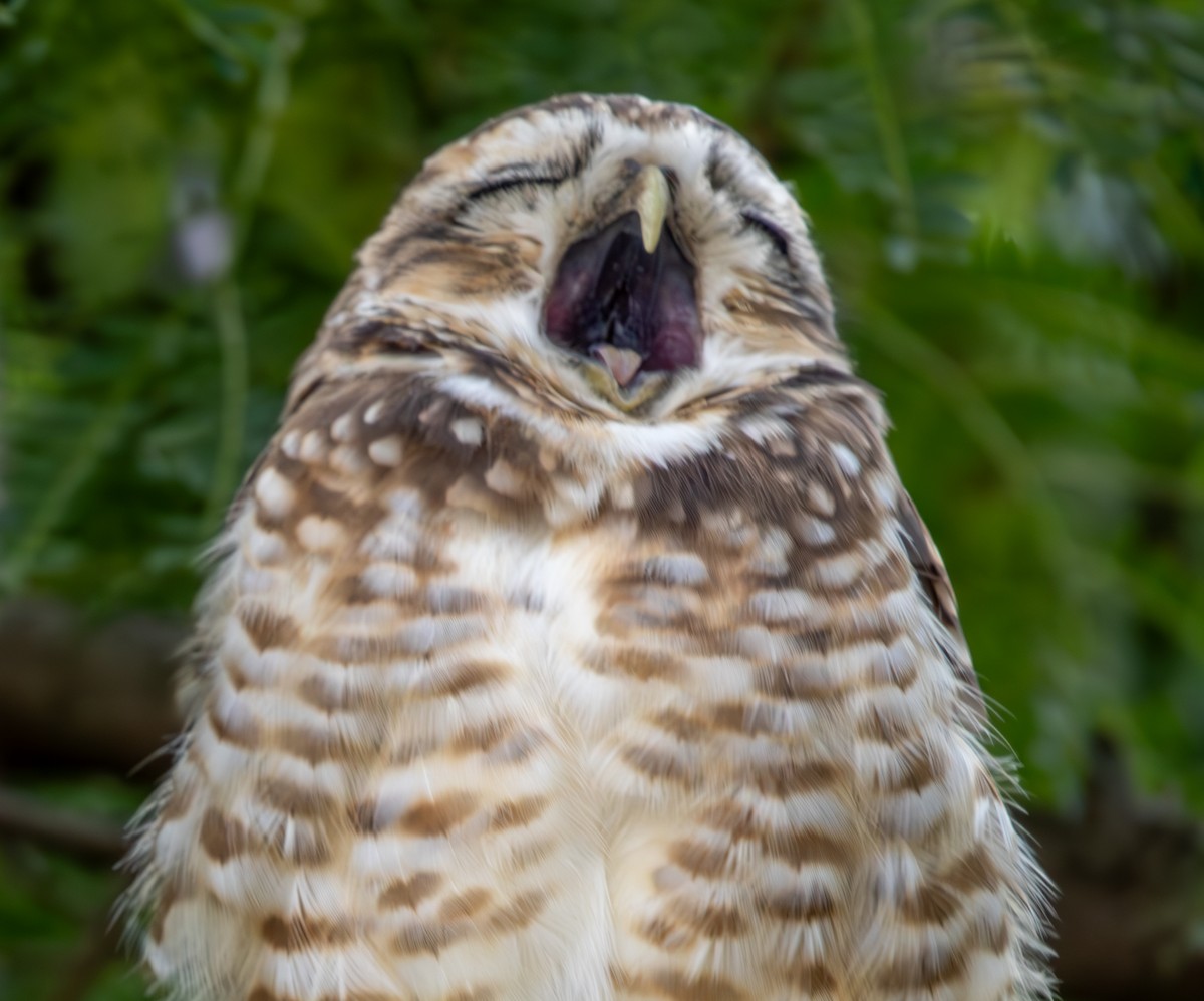 Burrowing Owl - ML616317353