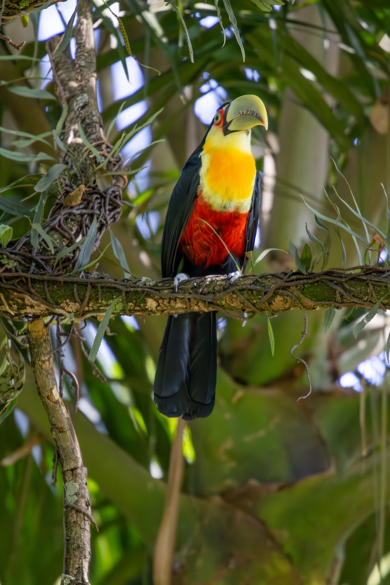 Red-breasted Toucan - ML616317388