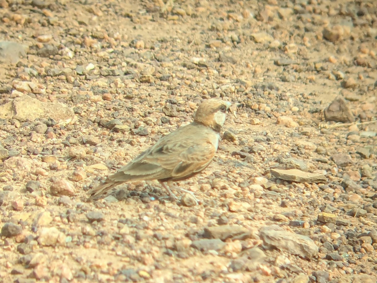 Ashy-crowned Sparrow-Lark - Karthik Thrikkadeeri