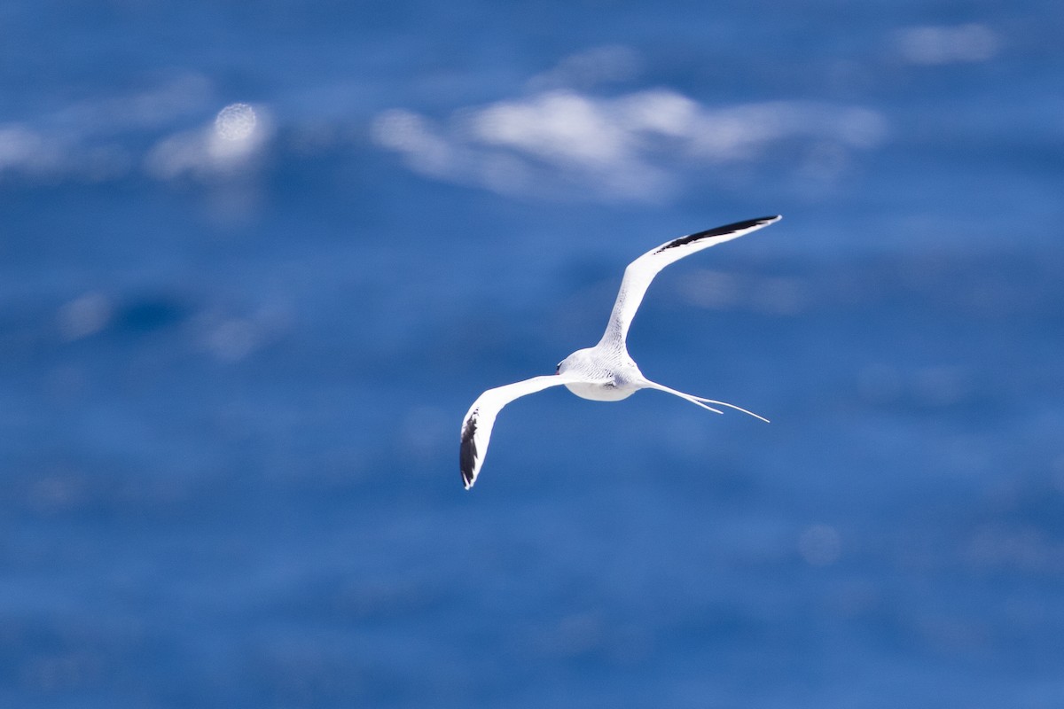 Red-billed Tropicbird - Cory Gregory