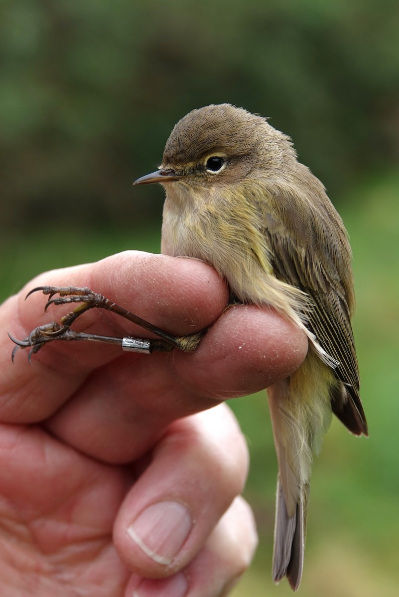 Common Chiffchaff - Duncan Evered