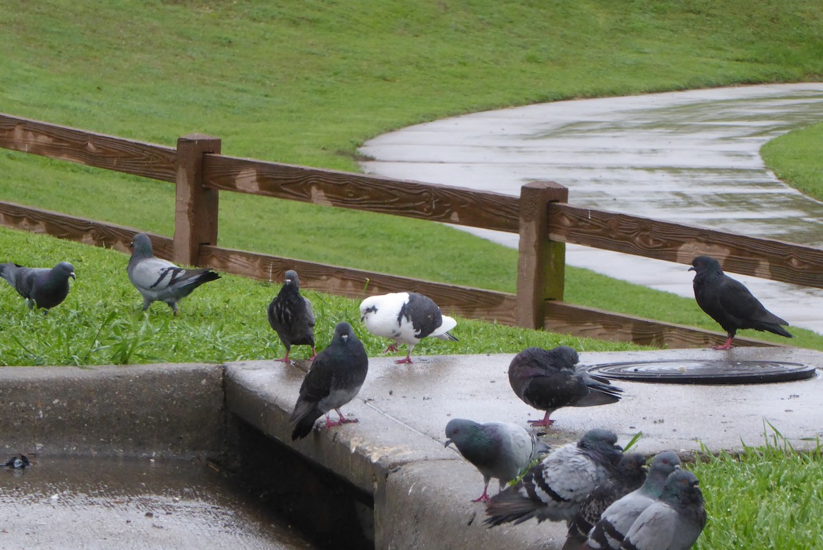 Rock Pigeon (Feral Pigeon) - ML616317864