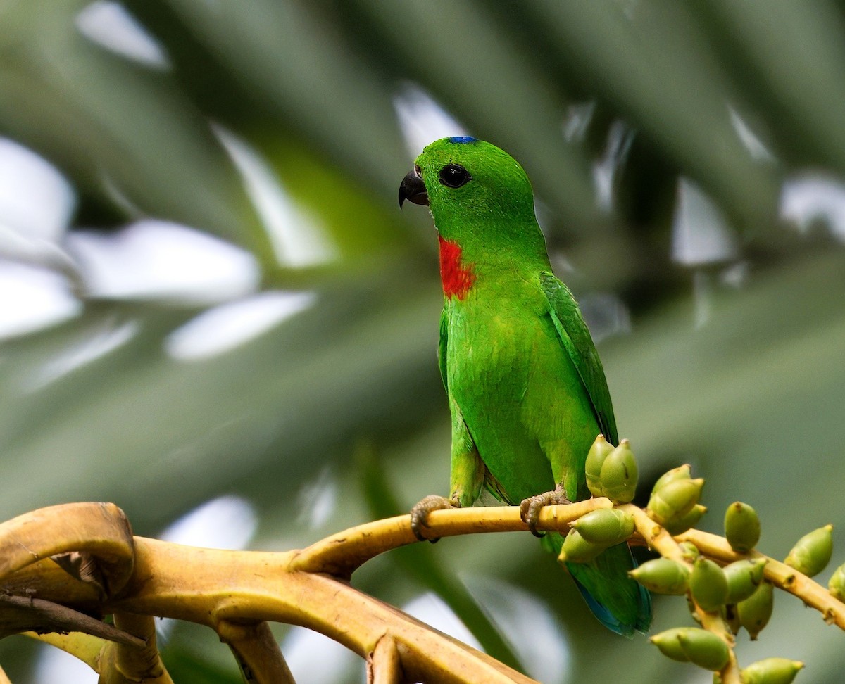 Blue-crowned Hanging-Parrot - ML616318089