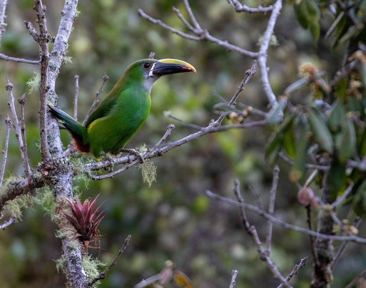 Southern Emerald-Toucanet (Andean) - ML616318122