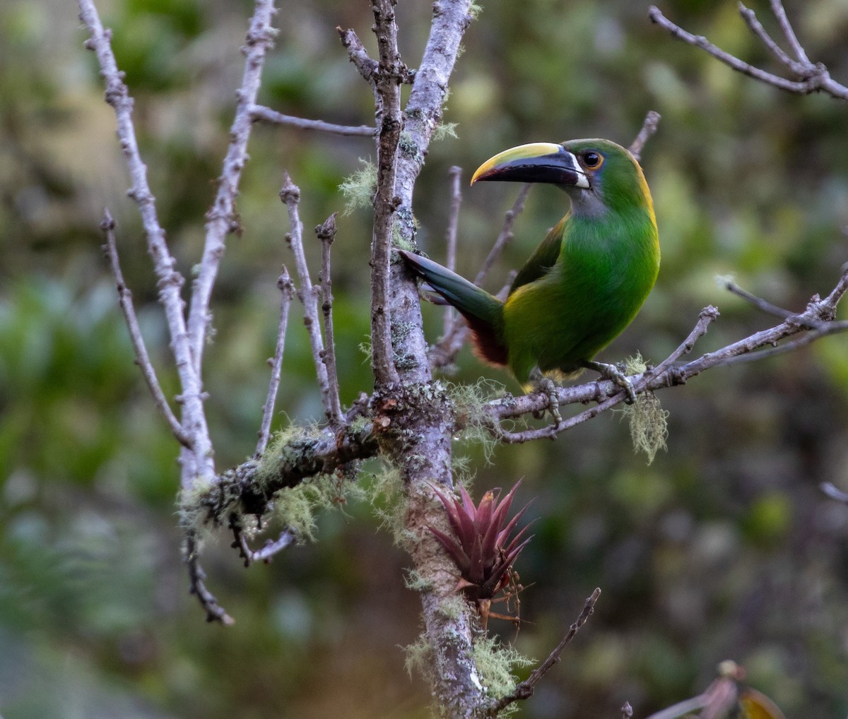 Southern Emerald-Toucanet (Andean) - William Price