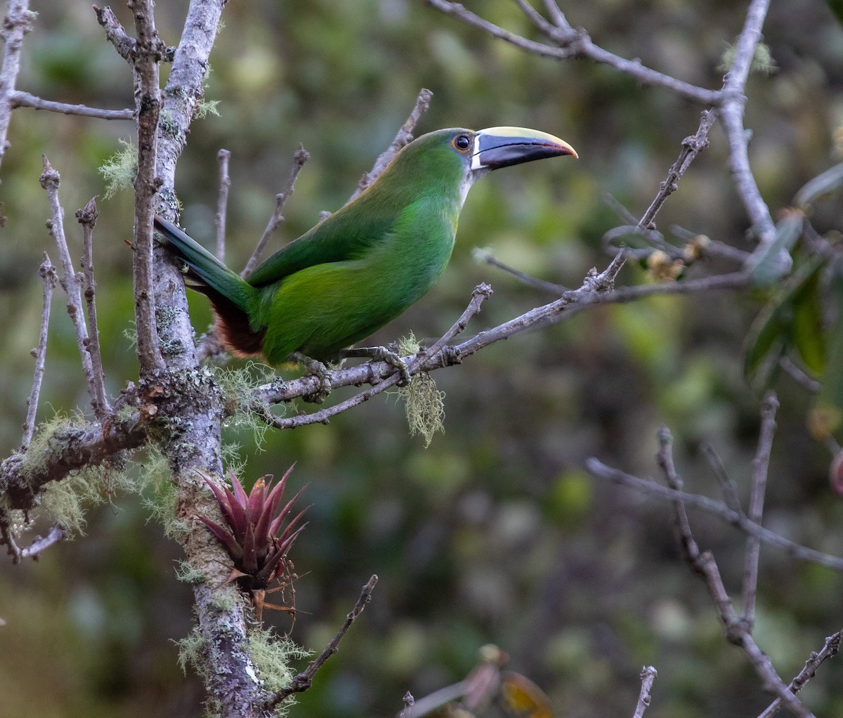 Southern Emerald-Toucanet (Andean) - ML616318129