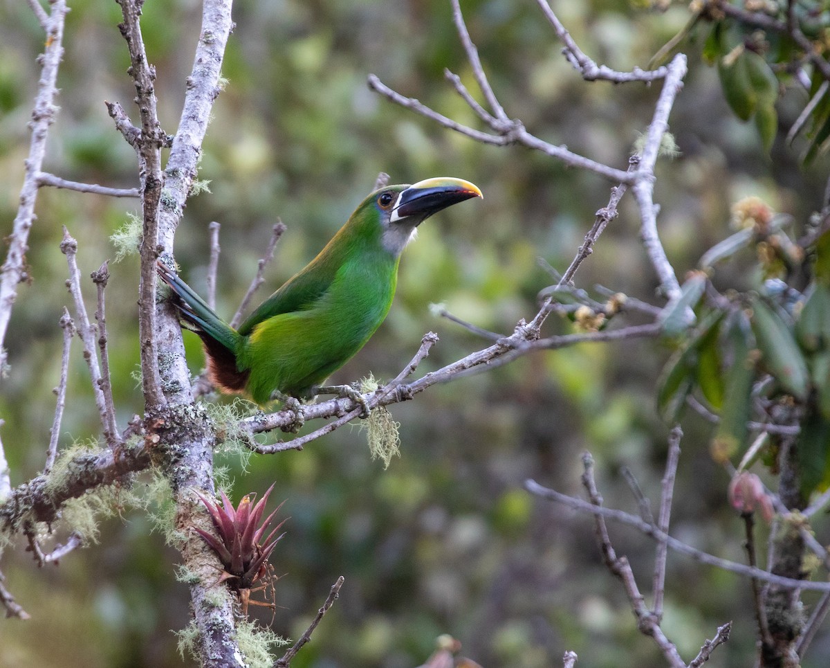 Southern Emerald-Toucanet (Andean) - ML616318131
