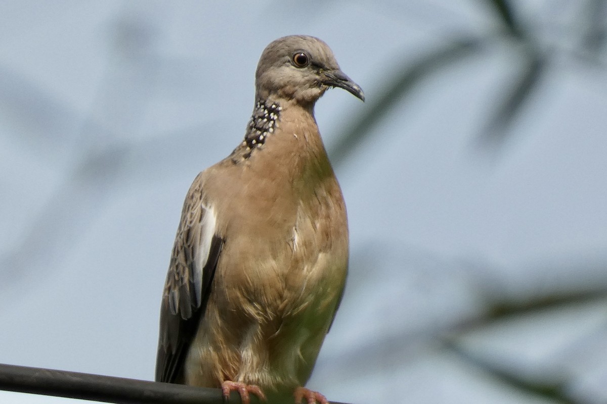 Spotted Dove - ML616318134