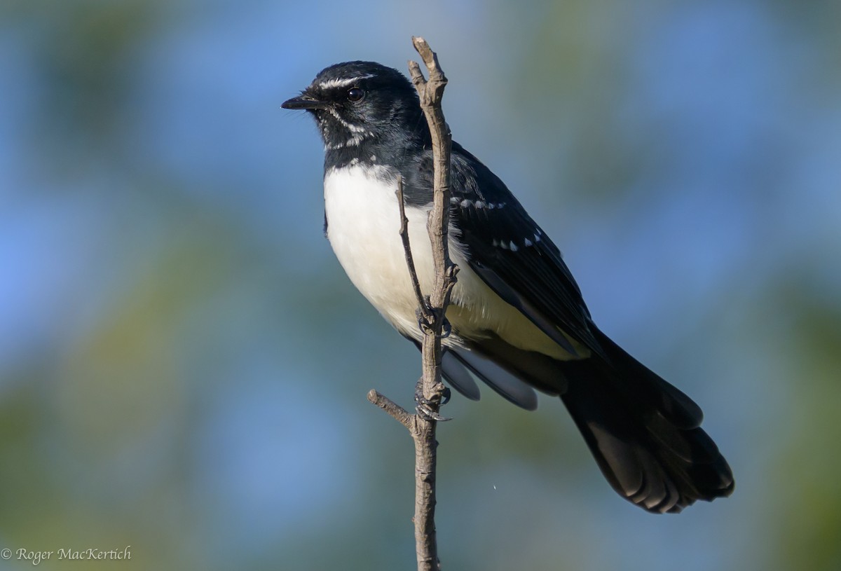 Willie-wagtail - ML616318224