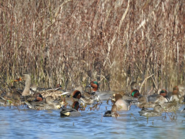 Green-winged Teal - ML616318334