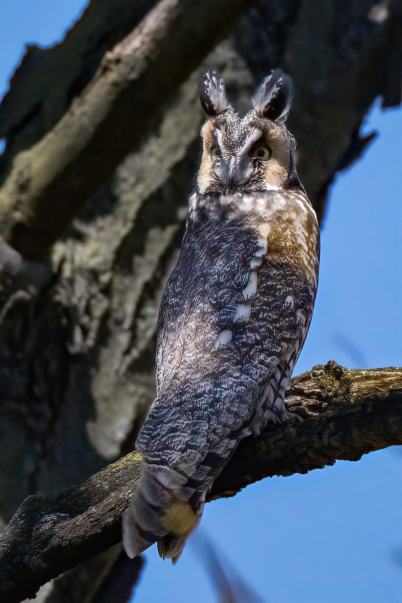 Long-eared Owl (American) - ML616318383
