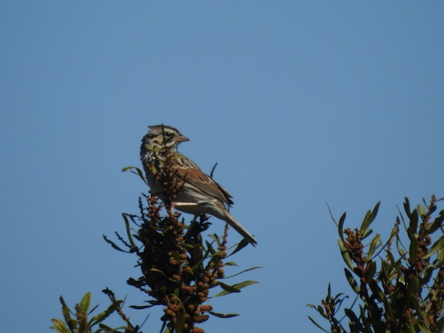 Savannah Sparrow - ML616318385