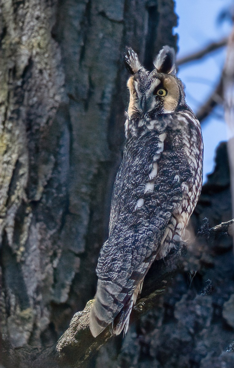 Long-eared Owl (American) - ML616318389