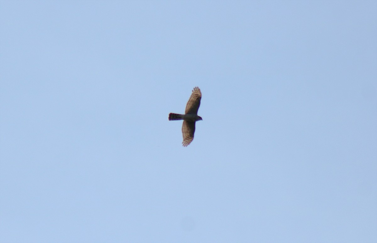 Eurasian Sparrowhawk - ML616318392