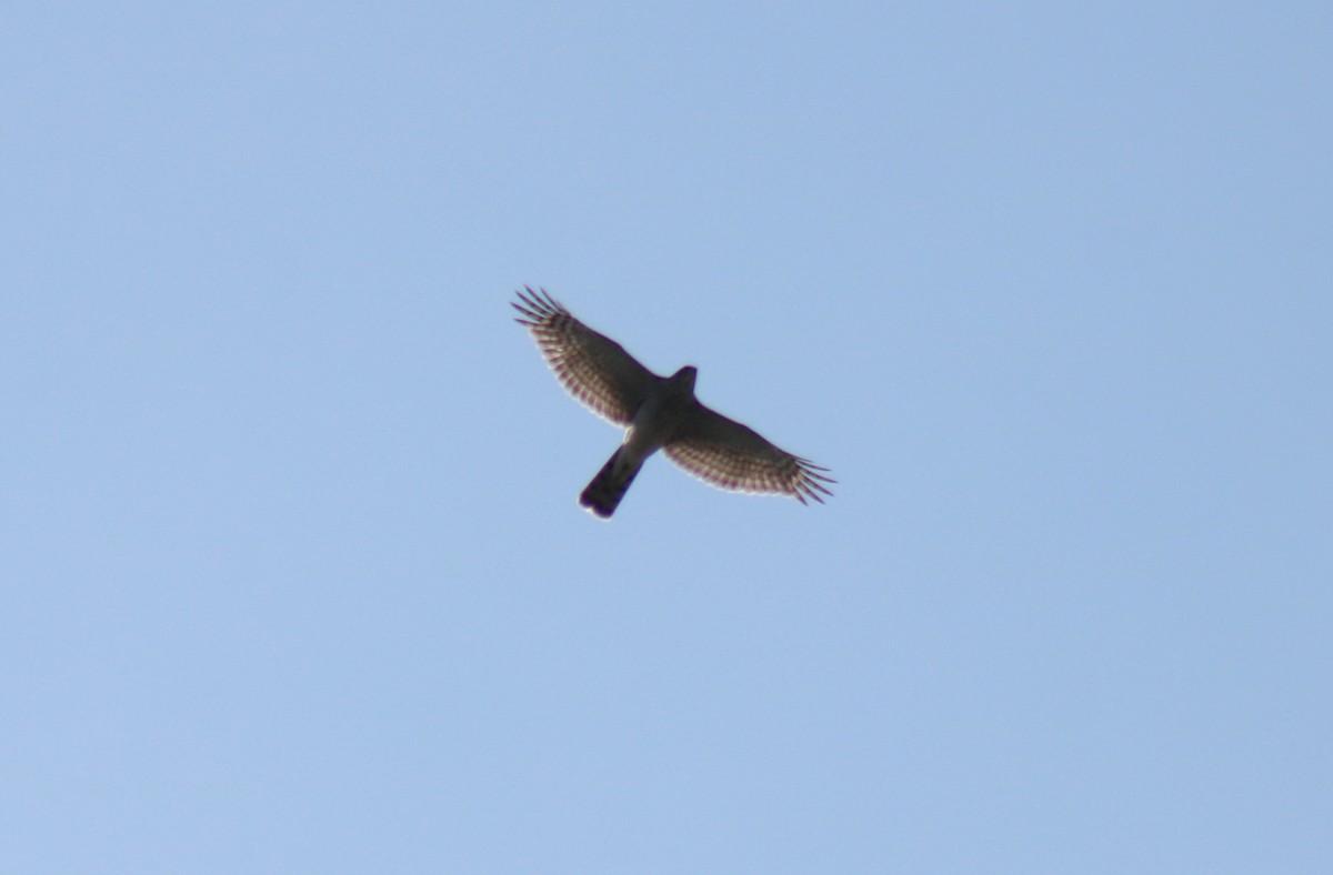 Eurasian Sparrowhawk - ML616318393