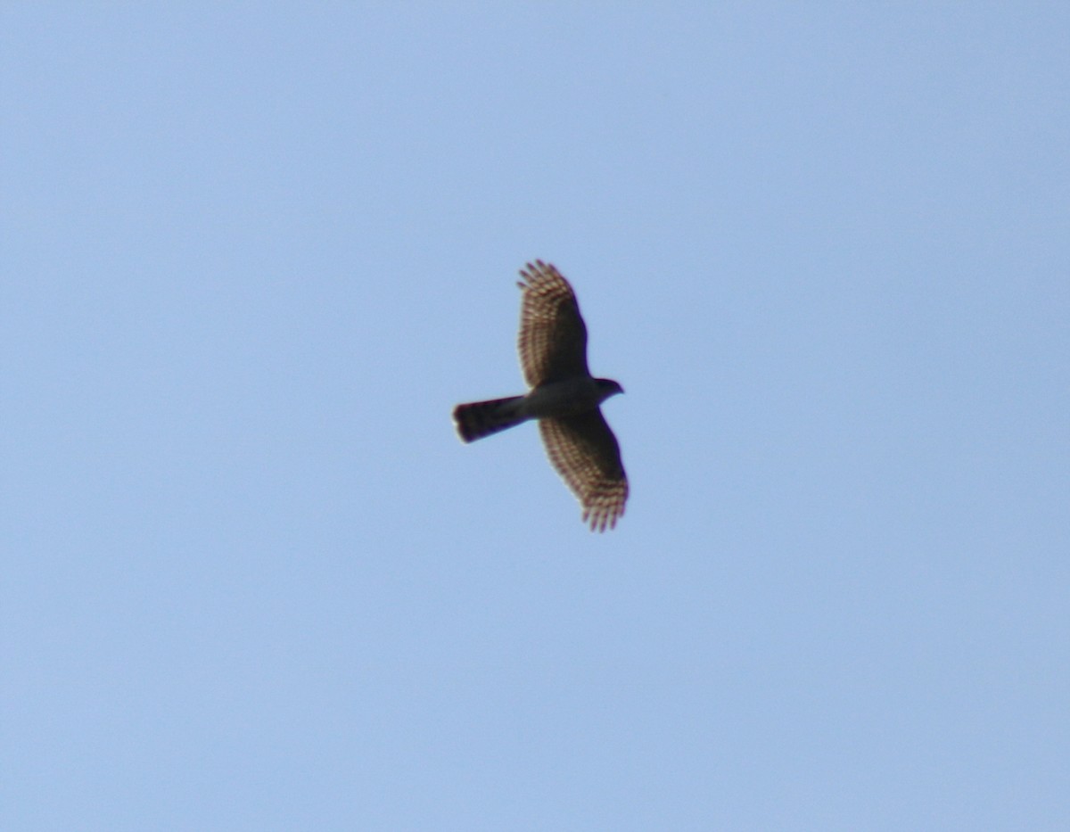 Eurasian Sparrowhawk - ML616318394