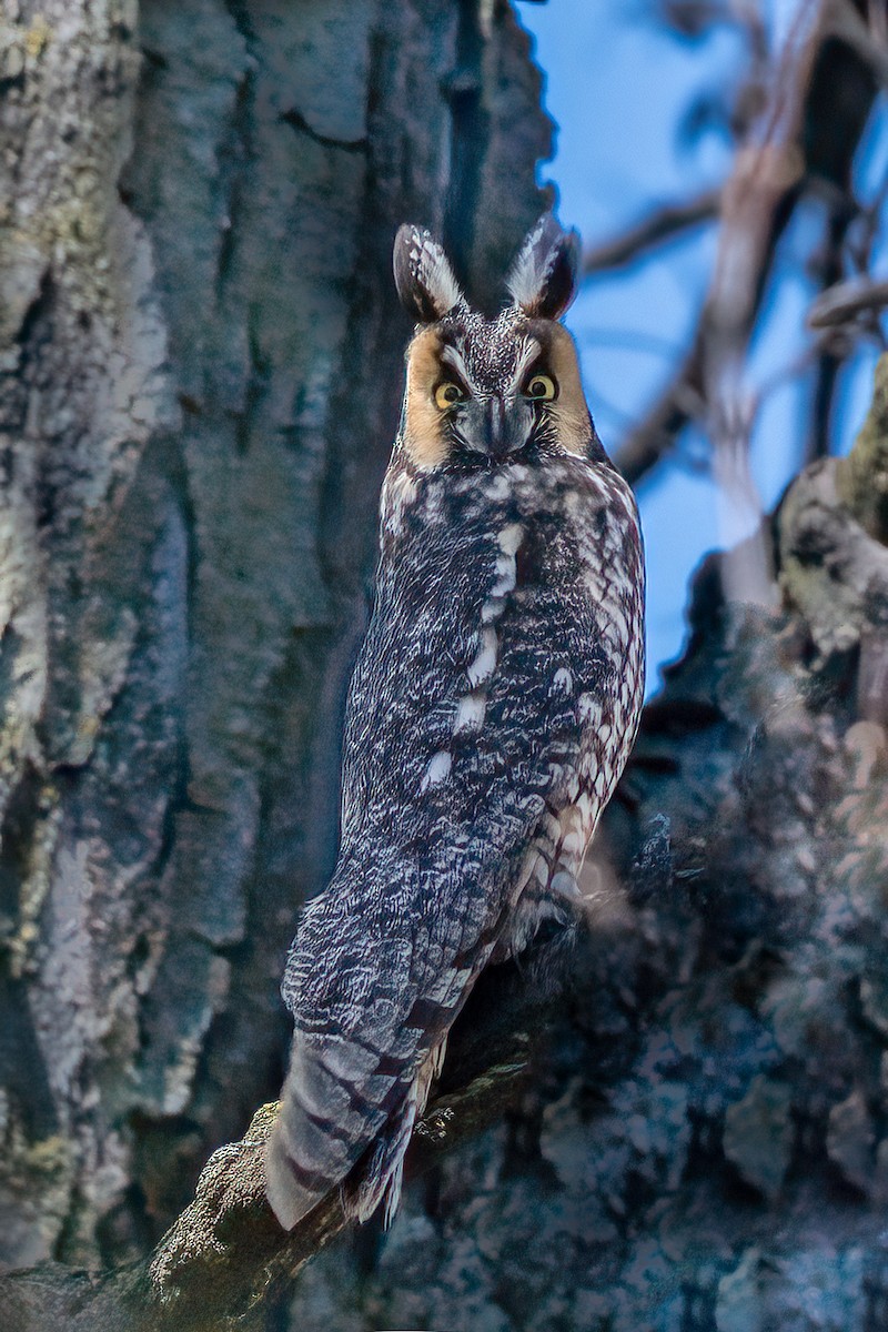 Long-eared Owl (American) - ML616318396