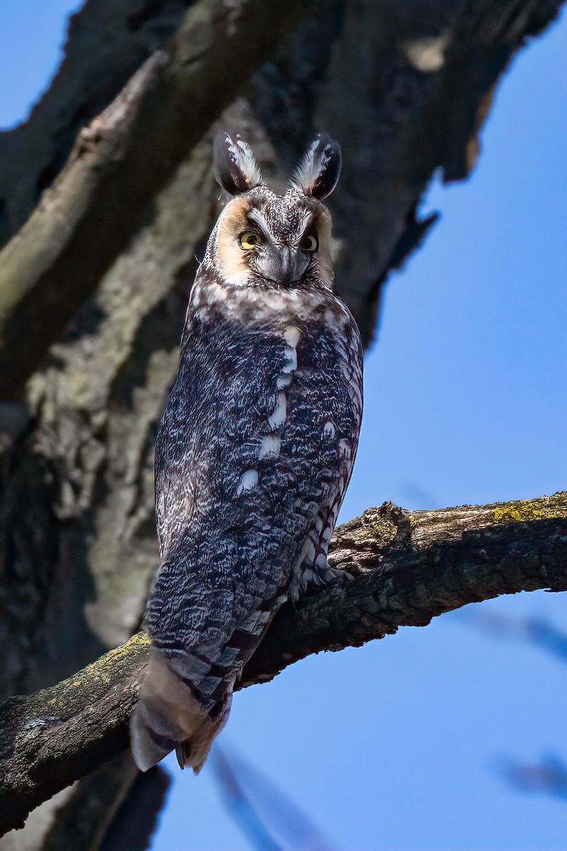 Long-eared Owl (American) - Nadine Bluemel