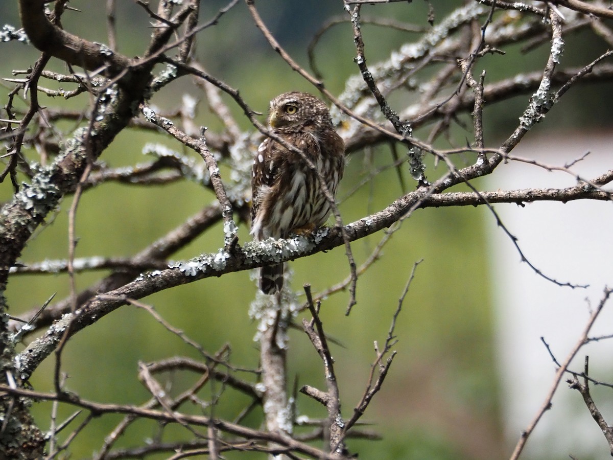 Peruvian Pygmy-Owl - ML616318600