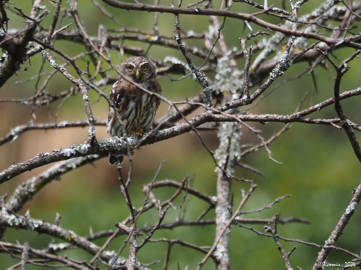 Peruvian Pygmy-Owl - ML616318601