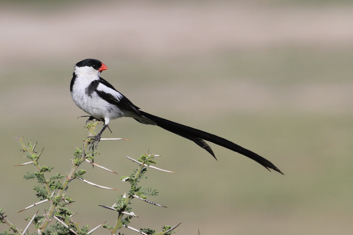 Pin-tailed Whydah - ML61631861