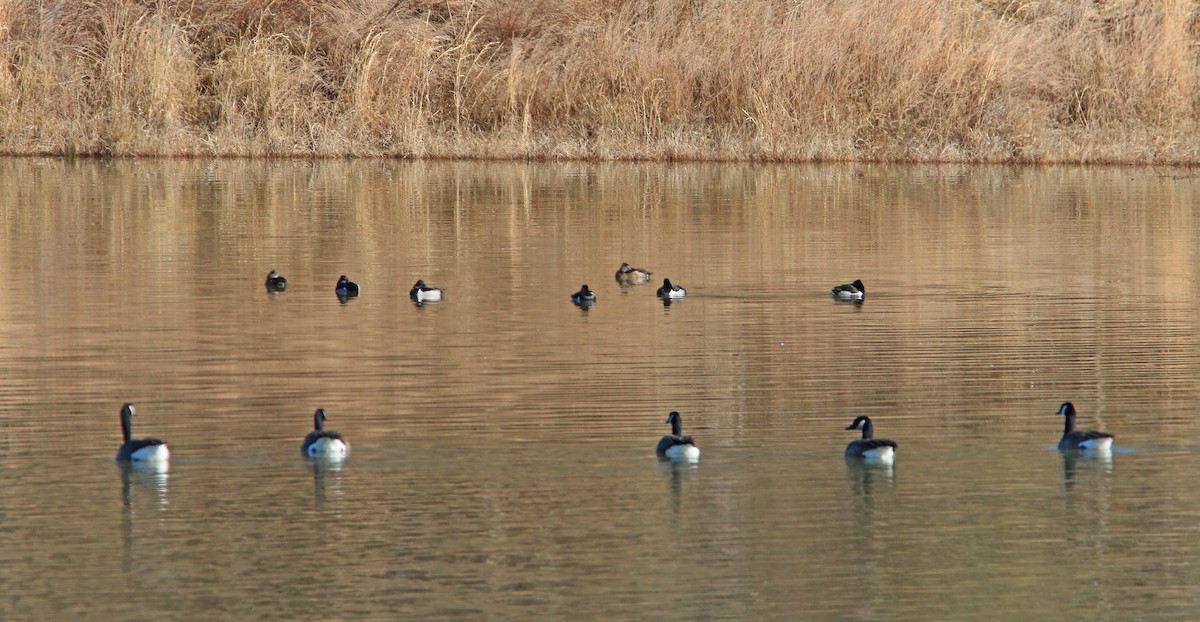 Ring-necked Duck - Beth Poole