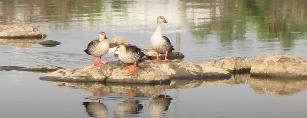 Indian Spot-billed Duck - ML616318618