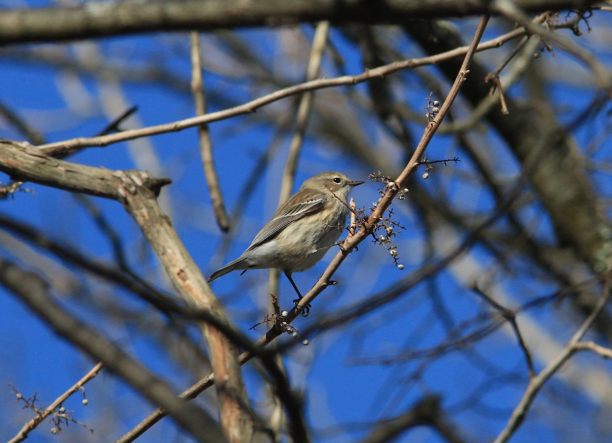 Yellow-rumped Warbler - Beth Poole