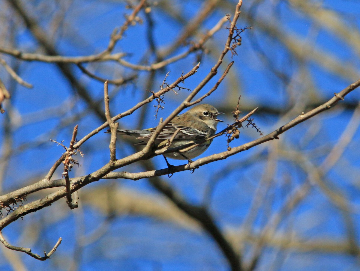 Yellow-rumped Warbler - Beth Poole