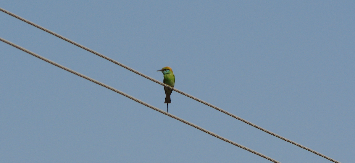 Asian Green Bee-eater - Ramesh E