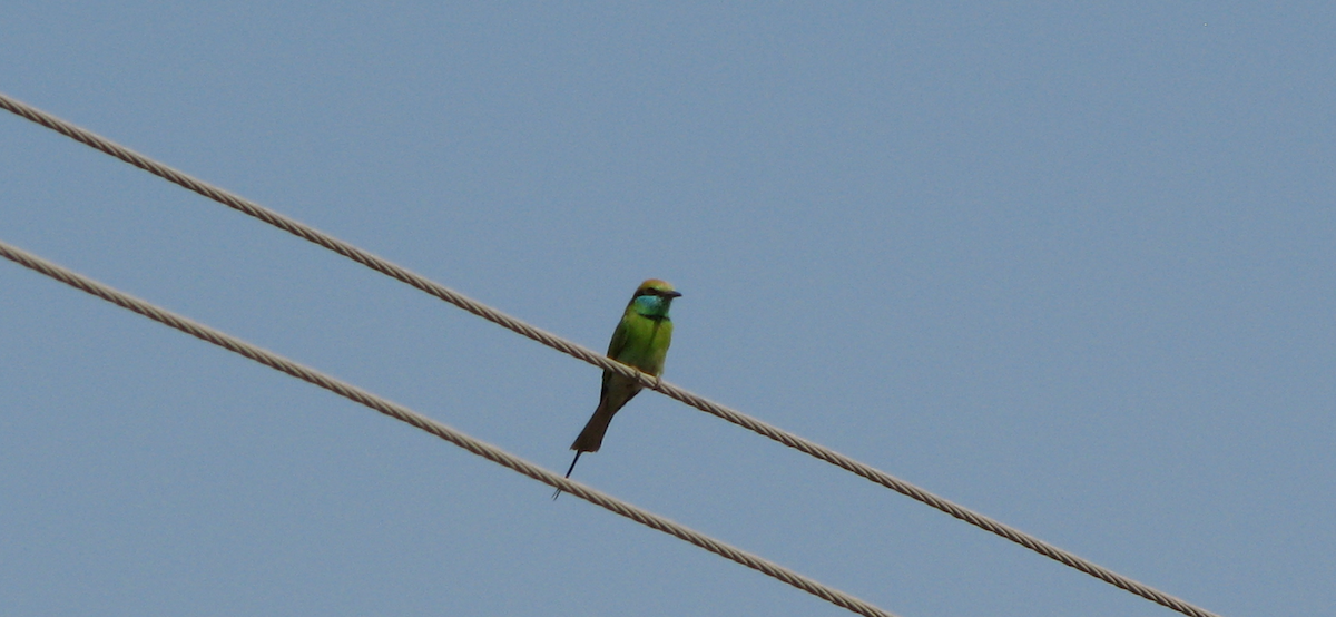 Asian Green Bee-eater - ML616318798