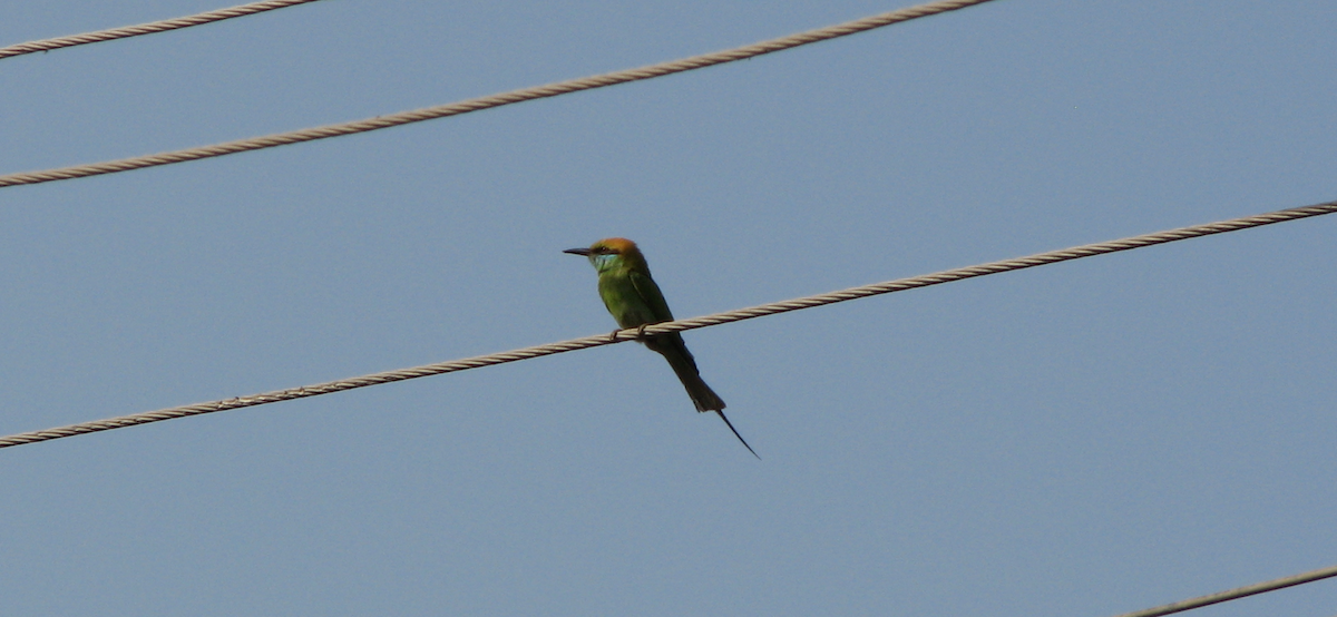 Asian Green Bee-eater - ML616318799