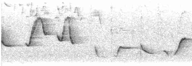 Поплітник рудоспинний (неописана форма) - ML616318822