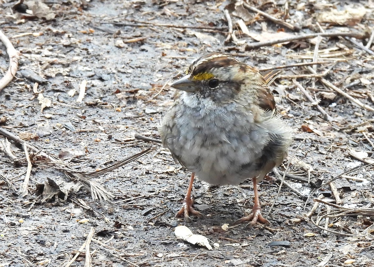 White-throated Sparrow - Joanne Muis Redwood