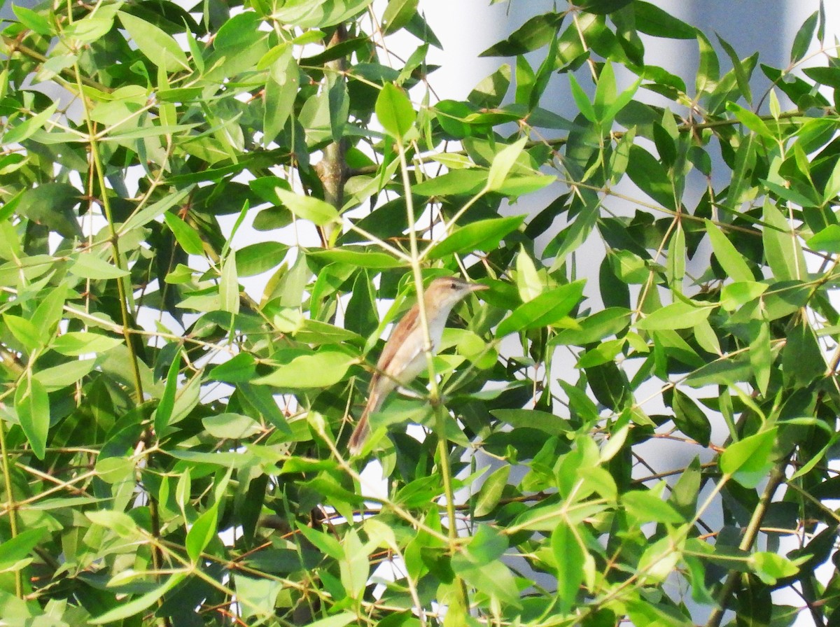 Oriental Reed Warbler - ML616318951