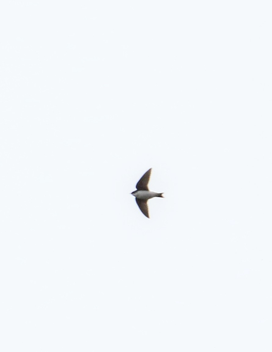 Tree Swallow - ML616318982