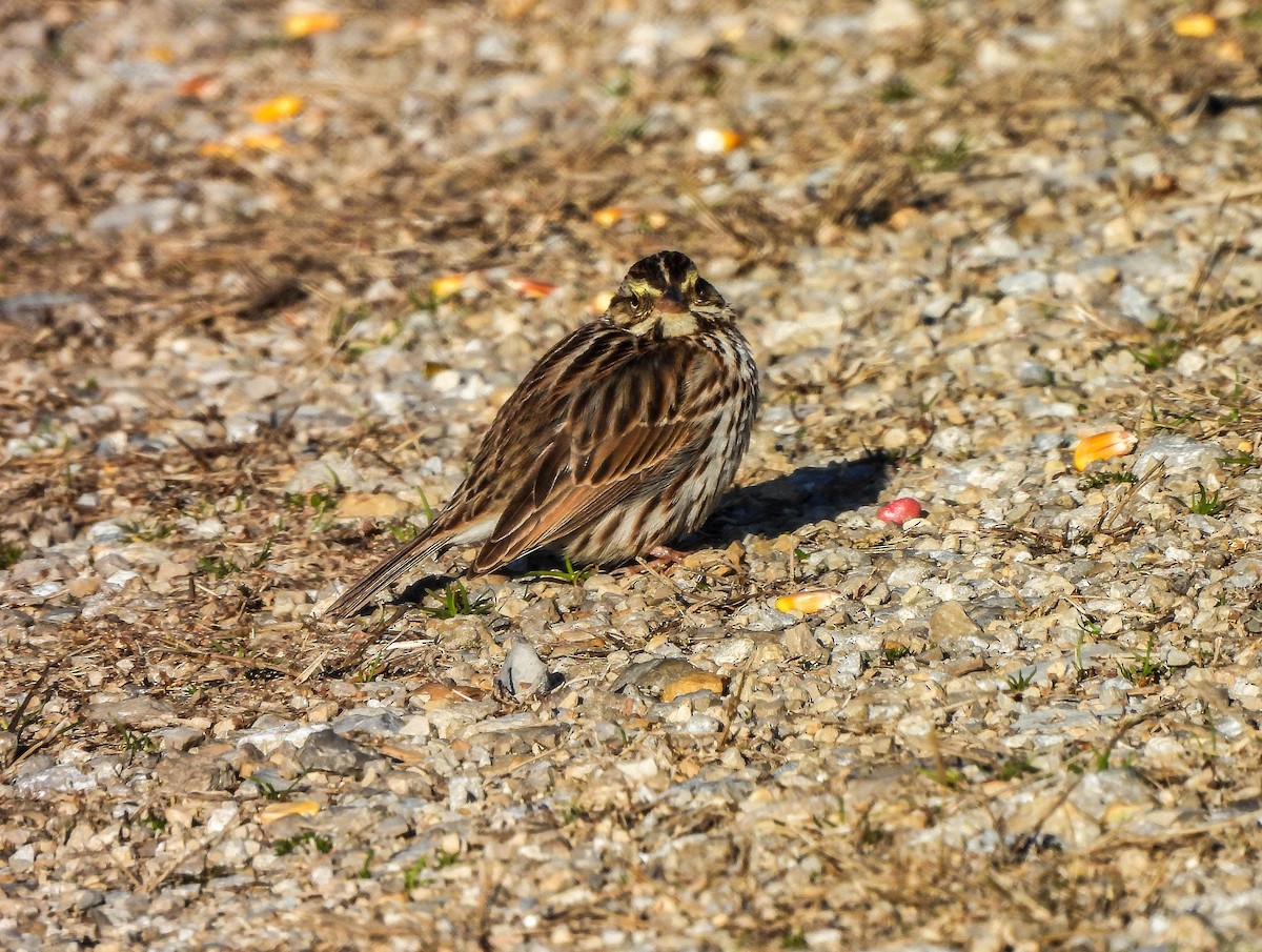 Savannah Sparrow - ML616319256