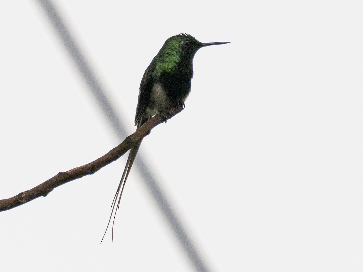 Black-bellied Thorntail - ML616319363