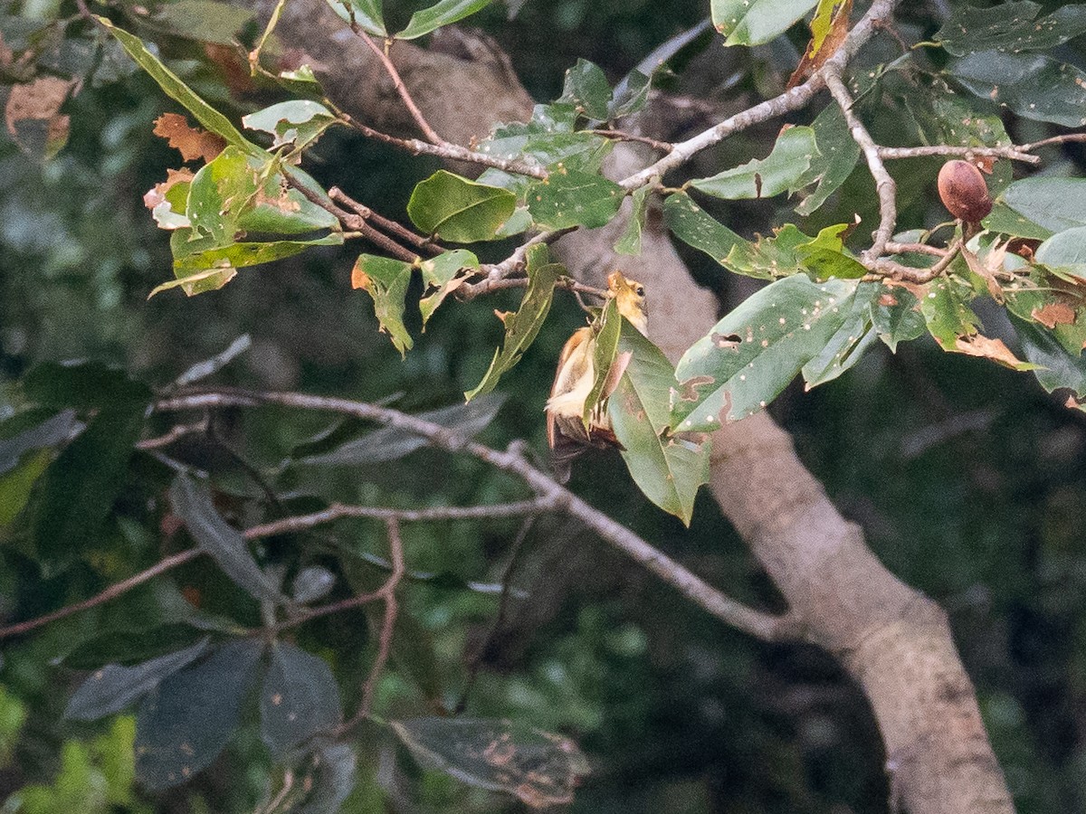 Chestnut-winged Foliage-gleaner - ML616319438