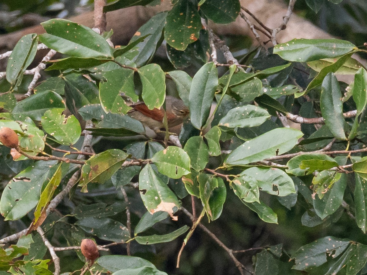 Chestnut-winged Foliage-gleaner - ML616319443